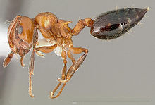 Crematogaster hespera casent0005669 profile 1.jpg