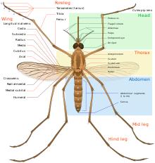Diagram of adult mosquito body with parts labeled
