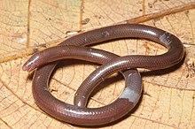 Dibamus cf. leucurus, male, Gingoog, Philippines.jpg