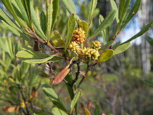 Gagelstrauch(Myrica gale)female.JPG