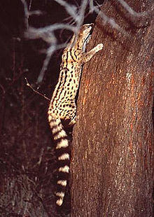 Genetta angolensis.jpg