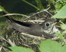 Graycheekedthrush36.jpg