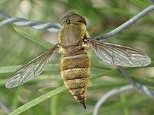 Hirmoneura obscura Greece.jpg