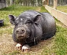 Mini pig 2.jpg