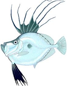 Mirror dory.png