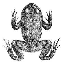 Nannophrys ceylonensis.jpg