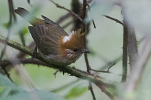 White-naped Yuhina Khangchendzonga Biosphere Reserve West Sikkim India 25.10.2015.jpg