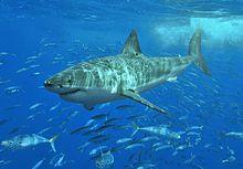 White shark.jpg