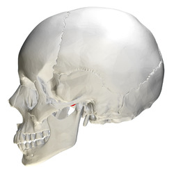 Articular tubercle of temporal bone - skull - lateral view.png
