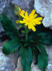 Hieracium lucidum01.jpg