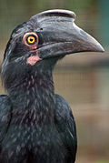 Anthracoceros malayanus -Kuala Lumpur Bird Park-8a.jpg