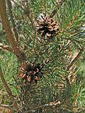Pinus-sylvestris-cone-2.jpg