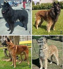 04 - Belgian shepherd dog varieties - Groenendael,Tervuren, Malinois, Laekenois.jpg