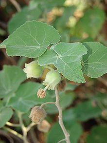 Abutilon eremitopetalum.jpg