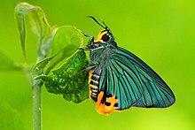 Choaspes benjaminii by V K Chandrasekharan (cropped).jpg