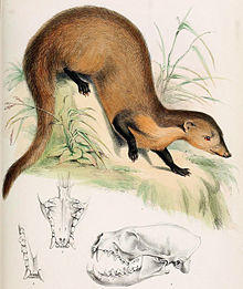 Herpestes semitorquatus.jpg