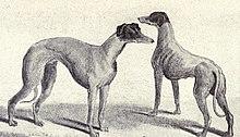 Kangaroo Greyhound from 1915.JPG