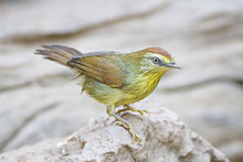 Macronus gularis chersonesophilus - Kaeng Krachan.jpg