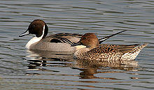 Northern Pintails (Male & Female) I IMG 0911.jpg