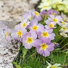 Primula vulgaris 'rubra' (Primevère rouge) - 15.jpg