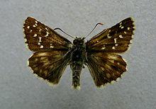 Pyrgus alveus.jpg