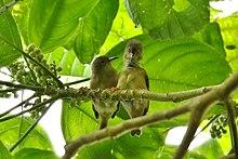 Rukia longirostra.jpg