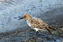 Sanderling (Calidris alba) breeding plumage.jpg