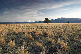 ButteValley twotrees.jpg