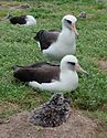 Laysan pair and chick.jpg