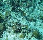 Panulirus argus - Caribbean spiny lobster - Bay of Pigs - Cuba.jpg