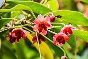 Illicium henryi in Hackfalls Arboretum (4).jpg