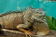 Green Iguana, San Ignacio.jpg