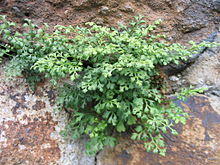 Asplenium ruta muraria2.jpg