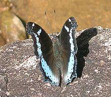Blue admiral up.jpg