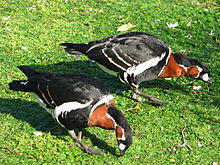 Branta ruficollis.jpg