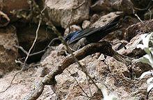 Brown-bellied Swallow (Notiochelidon murina).jpg