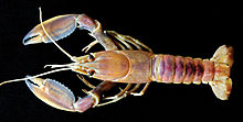 Cherax pulcher 42998.jpg