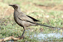 Cosmopsarus unicolor (Serengeti, 2009).jpg
