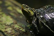 Cuora amboinensis.jpg