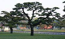 Jap blk pine.jpg