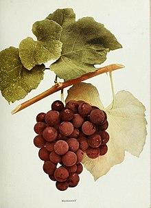 Massasoit grape.jpg