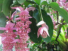 Medinilla magnifica flor.jpg