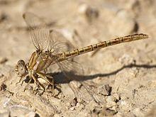 Onychogomphus costae.jpg