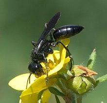 Podalonia P1520025a.jpg