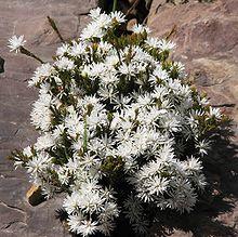 Pseudanthus pimeleoides.jpg