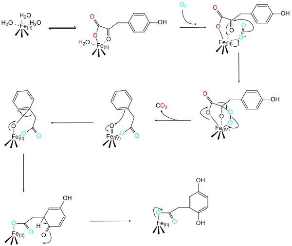 Proposed Reaction Mechanism of HPPD