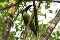 Chestnut-tipped Toucanet.JPG