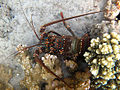 Panulirus penicillatus Réunion.jpg