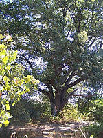 Caddo NG red oak.jpg