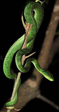 Trimeresurus septentrionalis wiki.jpg